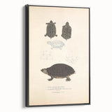 Vintage Animal Art – Spotted Terrapin Turtle Illustration Print