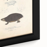 Vintage Animal Art – Spotted Terrapin Turtle Illustration Print