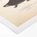 Vintage Animal Art – Spotted Terrapin Turtle Illustration Print