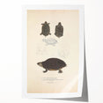 Vintage Animal Art – Spotted Terrapin Turtle Illustration Print