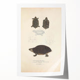 Vintage Animal Art – Spotted Terrapin Turtle Illustration Print