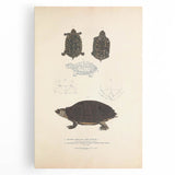 Vintage Animal Art – Spotted Terrapin Turtle Illustration Print
