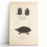 Vintage Animal Art – Spotted Terrapin Turtle Illustration Print