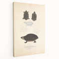 Vintage Animal Art – Spotted Terrapin Turtle Illustration Print