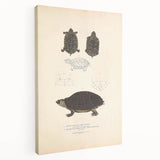 Vintage Animal Art – Spotted Terrapin Turtle Illustration Print