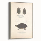 Vintage Animal Art – Spotted Terrapin Turtle Illustration Print