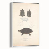 Vintage Animal Art – Spotted Terrapin Turtle Illustration Print
