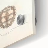 Vintage Animal Art – Spiny Turtle Illustration Wall Print