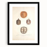 Vintage Animal Art – Spiny Turtle Illustration Wall Print