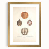 Vintage Animal Art – Spiny Turtle Illustration Wall Print