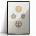 Vintage Animal Art – Spiny Turtle Illustration Wall Print