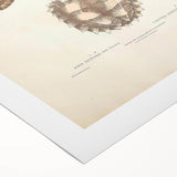 Vintage Animal Art – Spiny Turtle Illustration Wall Print