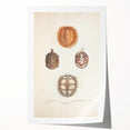 Vintage Animal Art – Spiny Turtle Illustration Wall Print