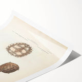 Vintage Animal Art – Spiny Turtle Illustration Wall Print