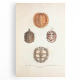 Vintage Animal Art – Spiny Turtle Illustration Wall Print