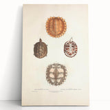 Vintage Animal Art – Spiny Turtle Illustration Wall Print