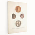 Vintage Animal Art – Spiny Turtle Illustration Wall Print