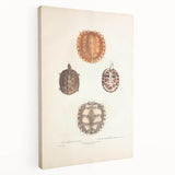 Vintage Animal Art – Spiny Turtle Illustration Wall Print