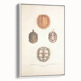 Vintage Animal Art – Spiny Turtle Illustration Wall Print