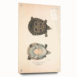 Vintage Animal Art – Eyed Trionix Turtle Illustration Print