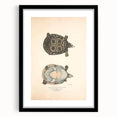 Vintage Animal Art – Eyed Trionix Turtle Illustration Print