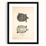 Vintage Animal Art – Eyed Trionix Turtle Illustration Print