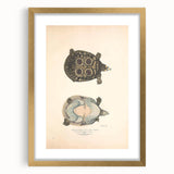 Vintage Animal Art – Eyed Trionix Turtle Illustration Print