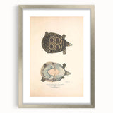 Vintage Animal Art – Eyed Trionix Turtle Illustration Print
