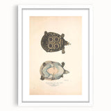 Vintage Animal Art – Eyed Trionix Turtle Illustration Print