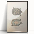 Vintage Animal Art – Eyed Trionix Turtle Illustration Print