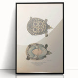 Vintage Animal Art – Eyed Trionix Turtle Illustration Print