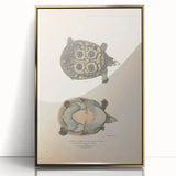 Vintage Animal Art – Eyed Trionix Turtle Illustration Print