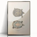 Vintage Animal Art – Eyed Trionix Turtle Illustration Print
