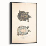 Vintage Animal Art – Eyed Trionix Turtle Illustration Print