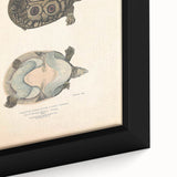 Vintage Animal Art – Eyed Trionix Turtle Illustration Print