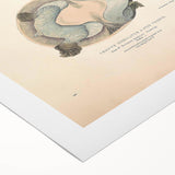 Vintage Animal Art – Eyed Trionix Turtle Illustration Print