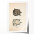 Vintage Animal Art – Eyed Trionix Turtle Illustration Print