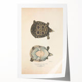 Vintage Animal Art – Eyed Trionix Turtle Illustration Print