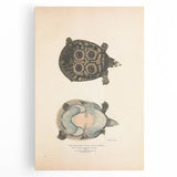 Vintage Animal Art – Eyed Trionix Turtle Illustration Print