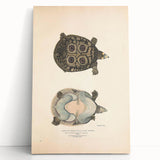 Vintage Animal Art – Eyed Trionix Turtle Illustration Print