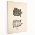 Vintage Animal Art – Eyed Trionix Turtle Illustration Print