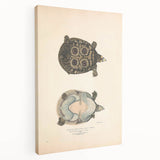 Vintage Animal Art – Eyed Trionix Turtle Illustration Print