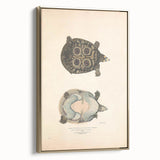 Vintage Animal Art – Eyed Trionix Turtle Illustration Print
