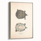 Vintage Animal Art – Eyed Trionix Turtle Illustration Print