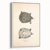 Vintage Animal Art – Eyed Trionix Turtle Illustration Print