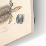 Vintage Animal Art – Flat Trionyx Turtle Illustration Print