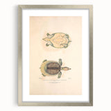 Vintage Animal Art – Flat Trionyx Turtle Illustration Print