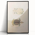 Vintage Animal Art – Flat Trionyx Turtle Illustration Print
