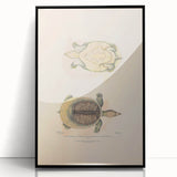 Vintage Animal Art – Flat Trionyx Turtle Illustration Print