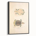 Vintage Animal Art – Flat Trionyx Turtle Illustration Print
